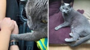 È la sua ultima visita dal veterinario: il gatto emoziona tutti stringendo le mani dei suoi padroni