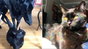 Il gatto nero impara a far da guida al suo cane cieco gemello: i due sono inseparabili