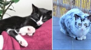 Salvano un gattino nero e bianco, poi la sorpresa: il suo pelo sta cambiando
