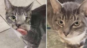 Gatta coraggiosa con un enorme tumore si è rifiutata di arrenders: guardatela adesso