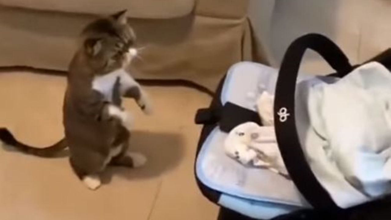 Un gatto vede per la prima volta un neonato