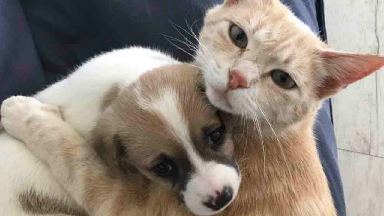 gatto arancione con cane bianco e marrone