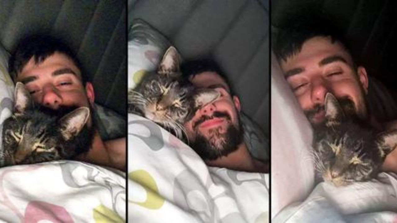 gatto nel letto