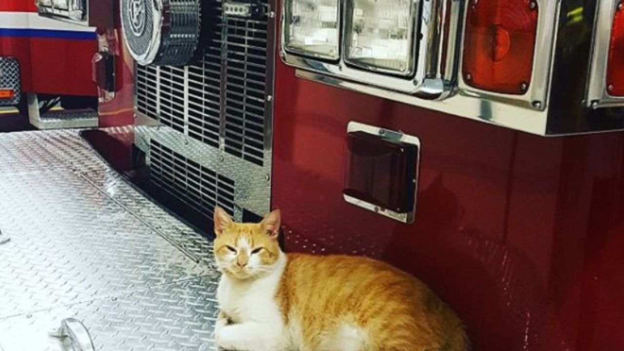 micio davanti ad un veicolo