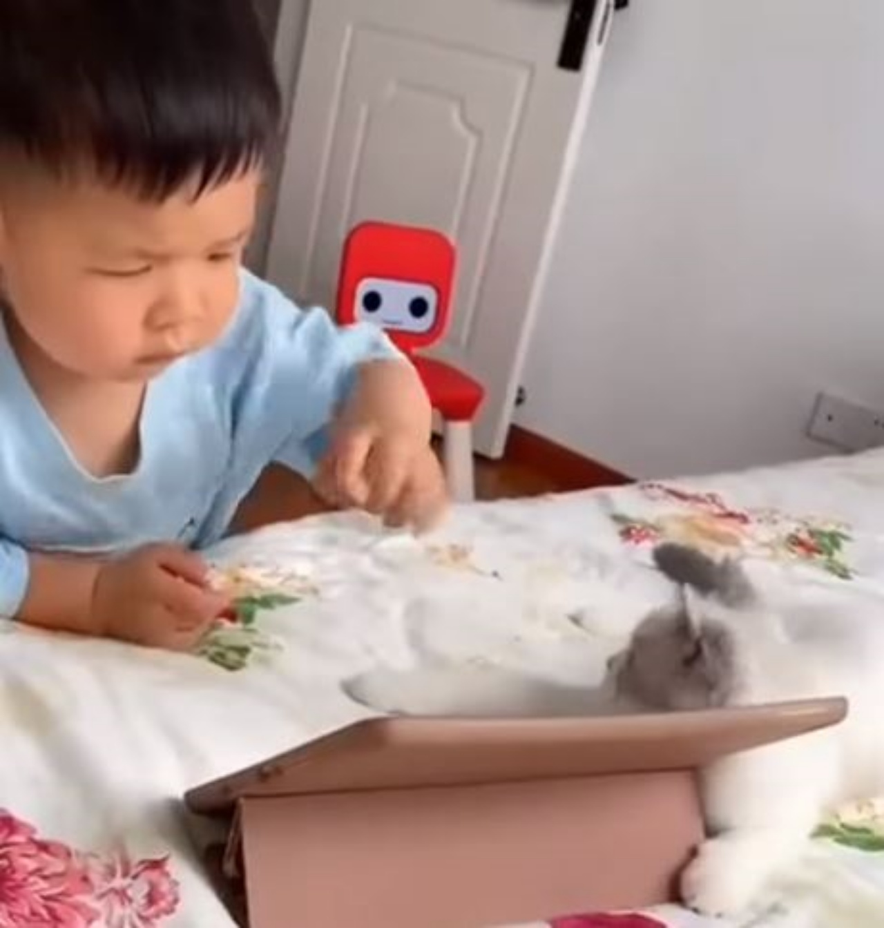 Un bambino con un piccolo gatto bianco e grigio