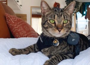 Gatto con tumore, gli danno poche settimane di vita: il suo fratello felino gli rende omaggio così