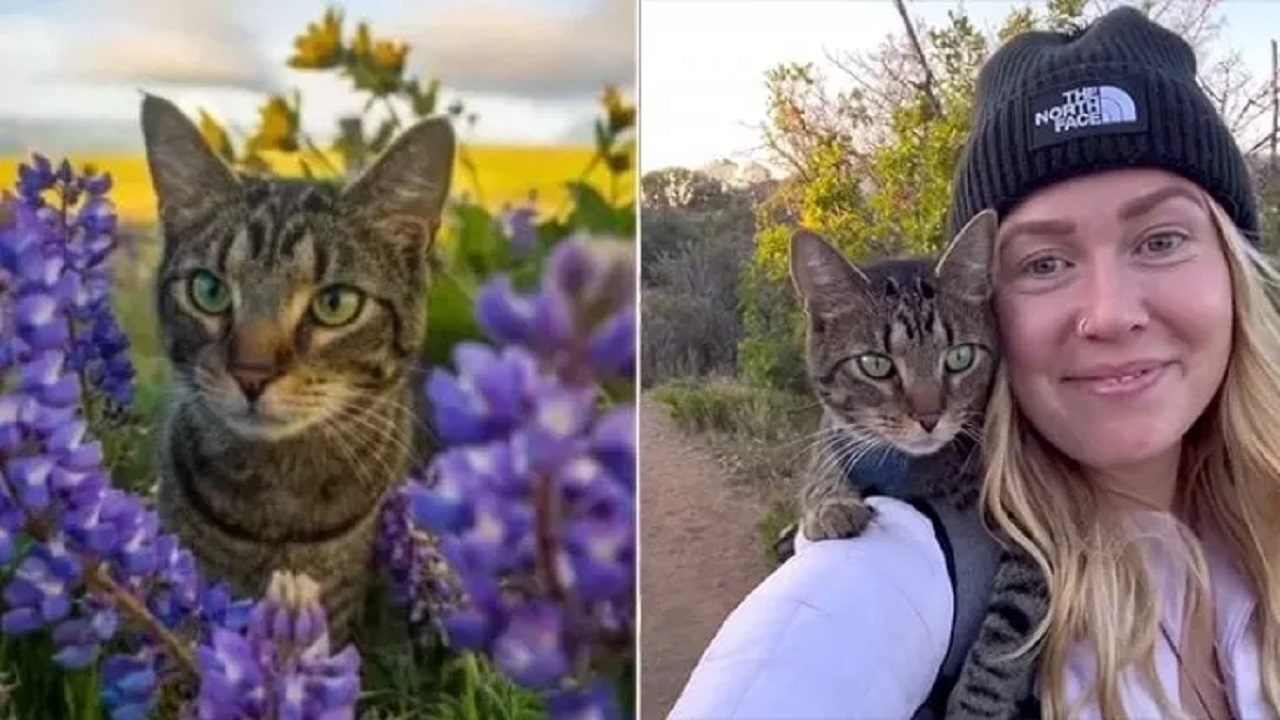 gatto con la sua proprietaria