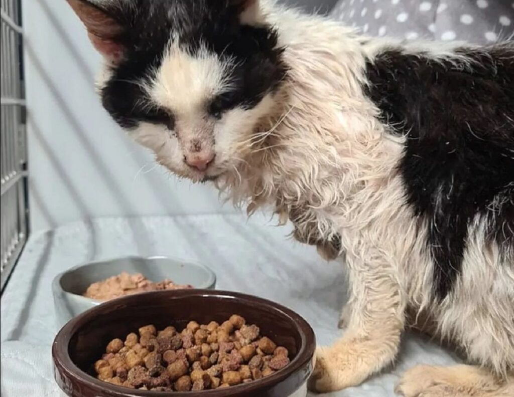 Gatto con la ciotola di crocchette piena