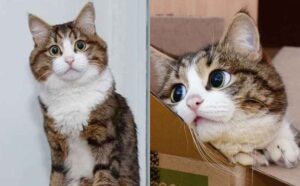 gatto dolce