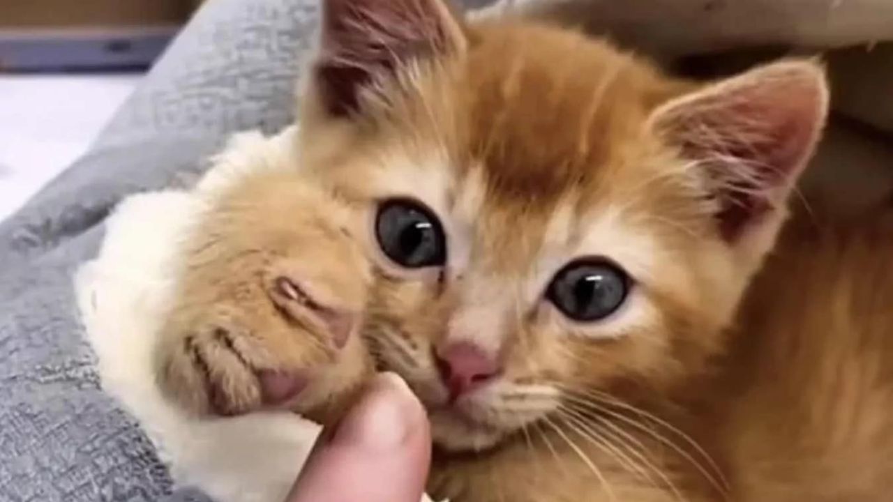 gattino arancione