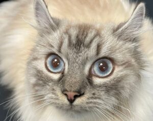 Gatto ingoia ago e filo per cucire, Lulu salva grazie a un intervento chirurgico