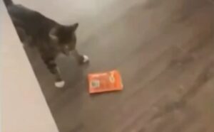 Ha provato a rubare i suoi snack, ma per questo gatto ladruncolo le cose sono andate male (VIDEO)