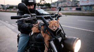 Gatto sdraiato sulla moto