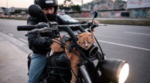 Il gatto motociclista Chiquinho è volato sul ponte dell’arcobaleno, aveva 19 anni ed era famosissimo