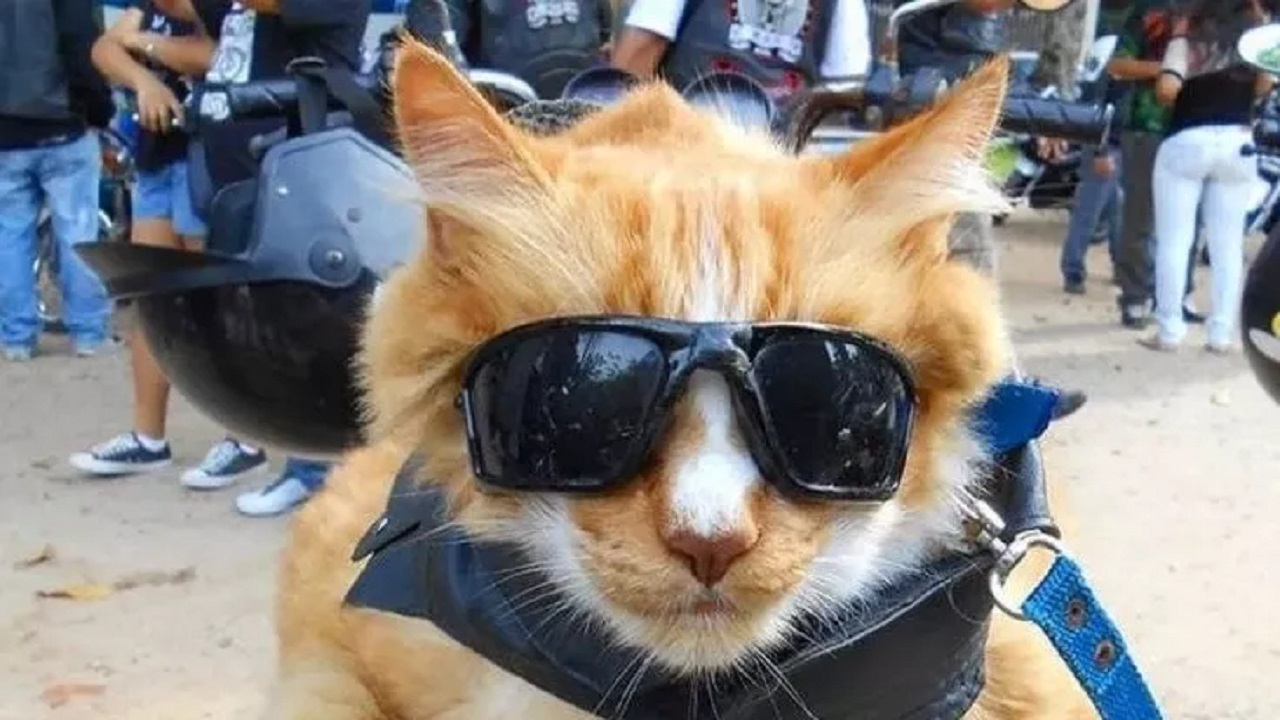 Gatto rosso con gli occhiali da sole