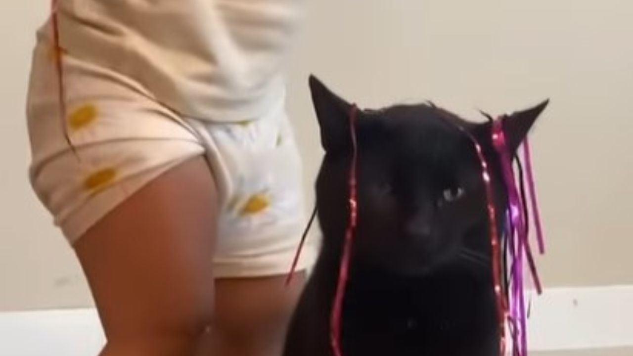 gatto nero