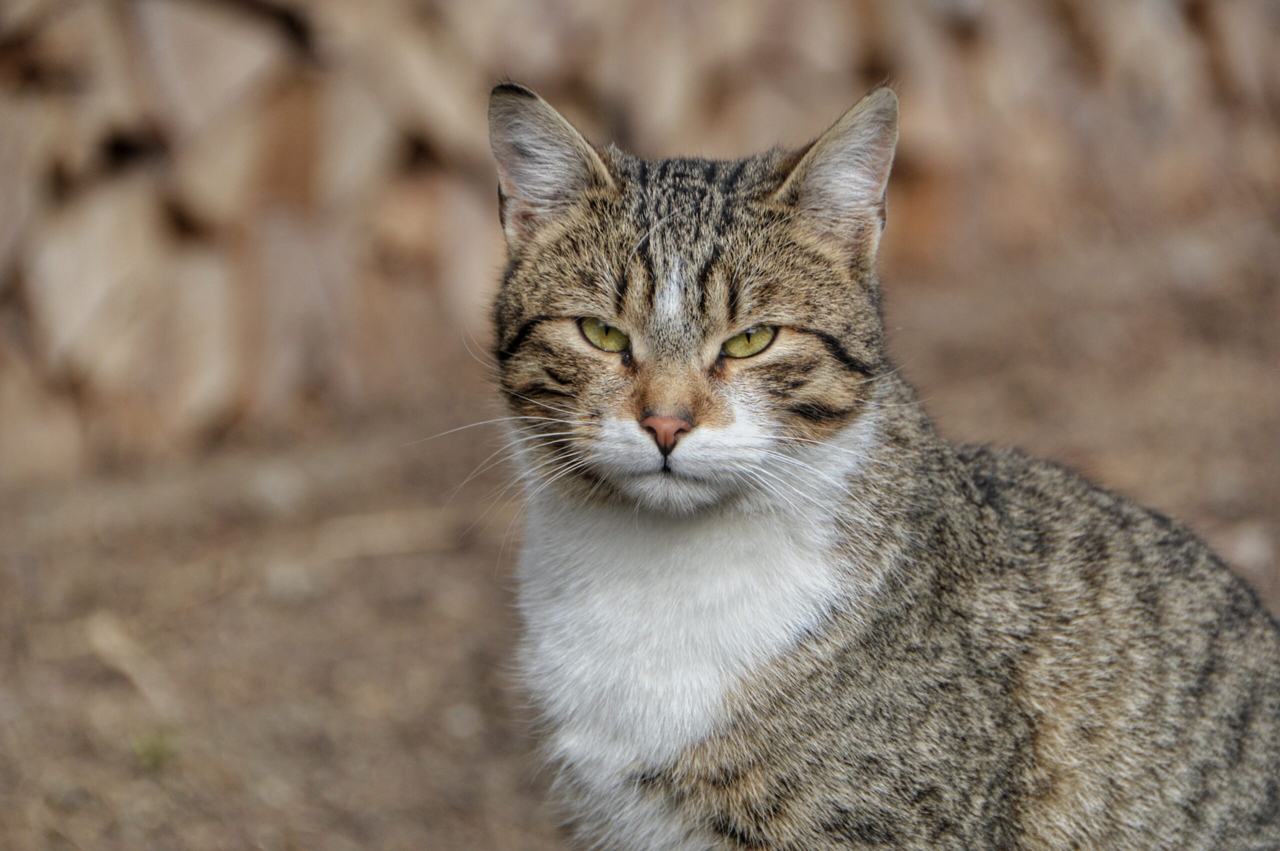 gatto sfuggente