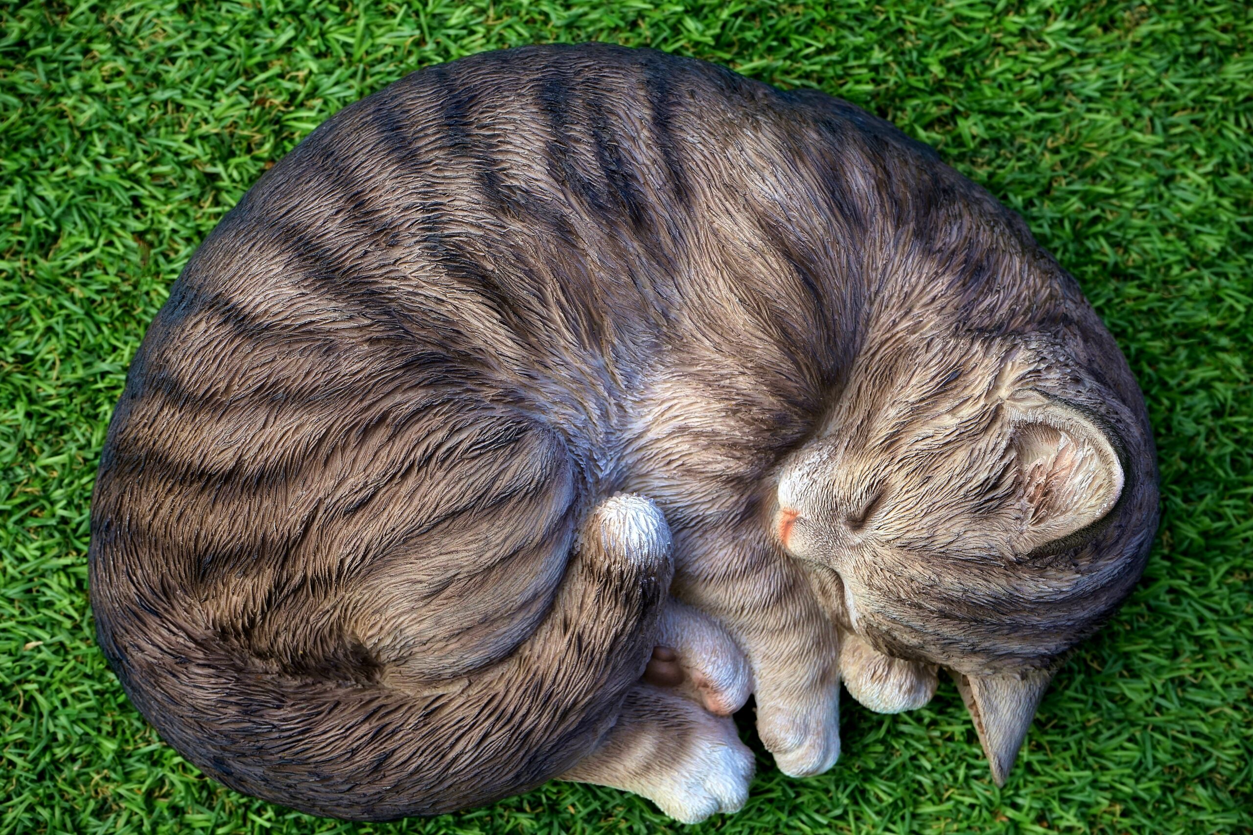 gatto che dorme sull'erba