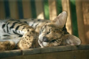 Un “gatto” molto insolito è stato trovato all’interno di un trasportino, davanti a una casa