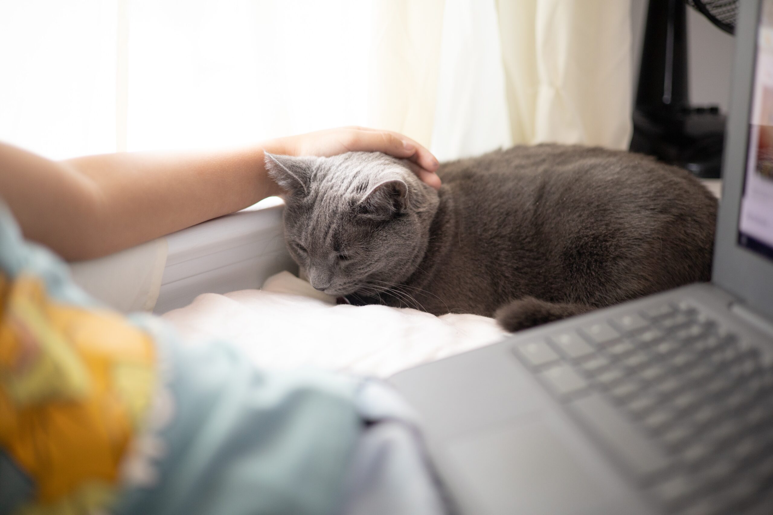 gatto vicino alla sua padrona