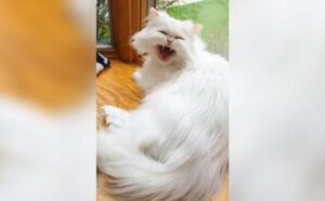 gatto bianco