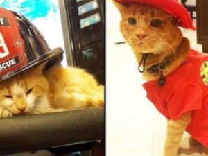 Il gatto randagio salvato e adottato dai vigili del fuoco è diventato la migliore terapia della stazione