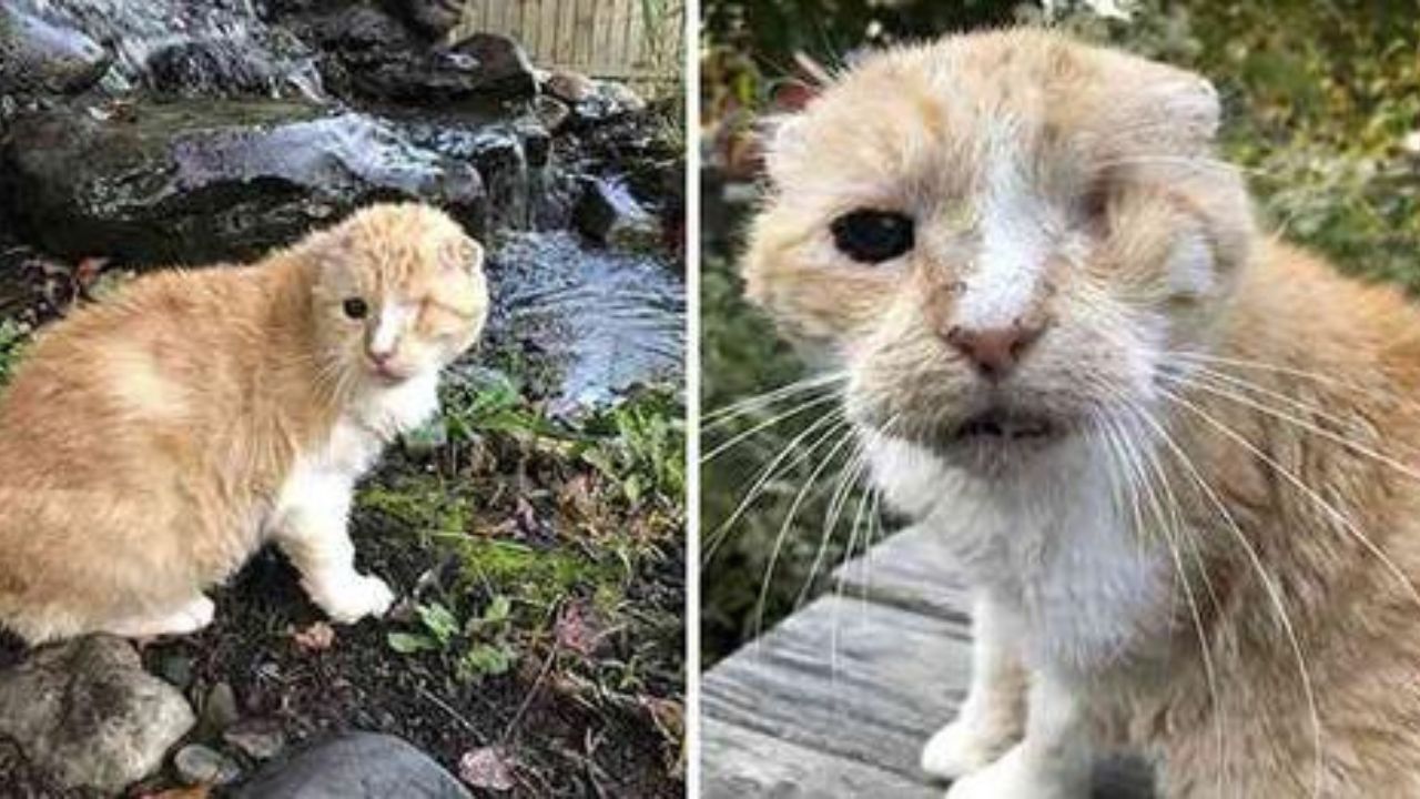 gatto con un occhio