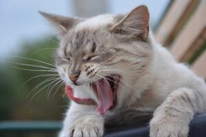 gatto apre la bocca per sbadigliare perché ha sonno