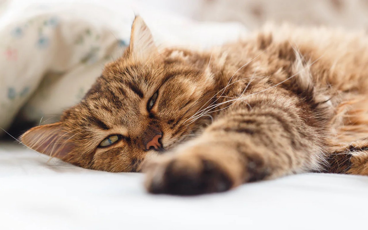 gatto rosso tigrato che dorme sul letto