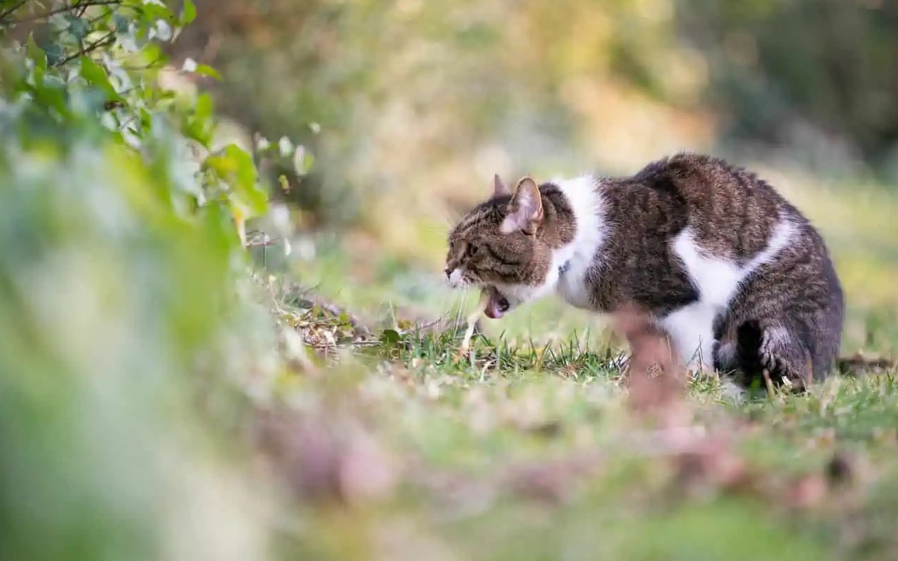 gatto vomita in un cespuglio mentre passeggia in giardino