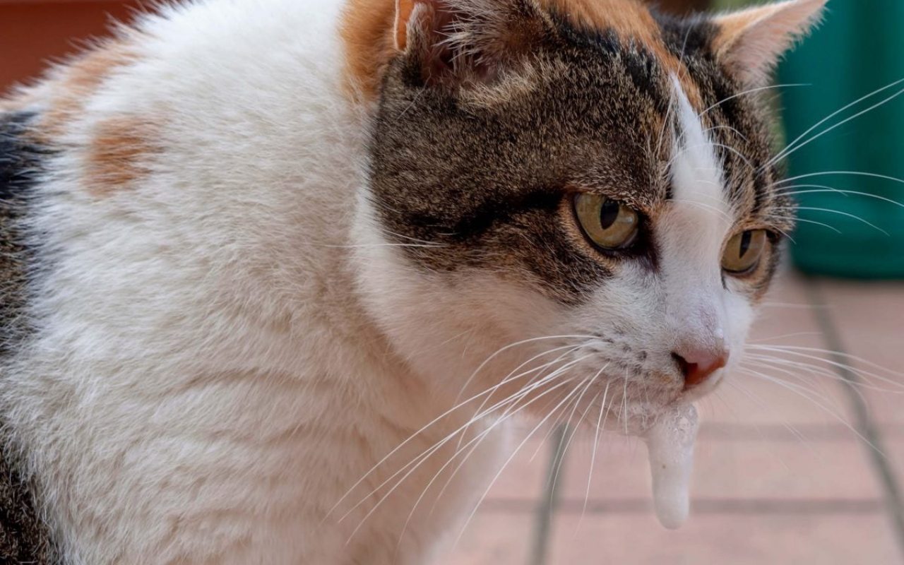 gatto con una schiuma bianca che esce dalla bocca