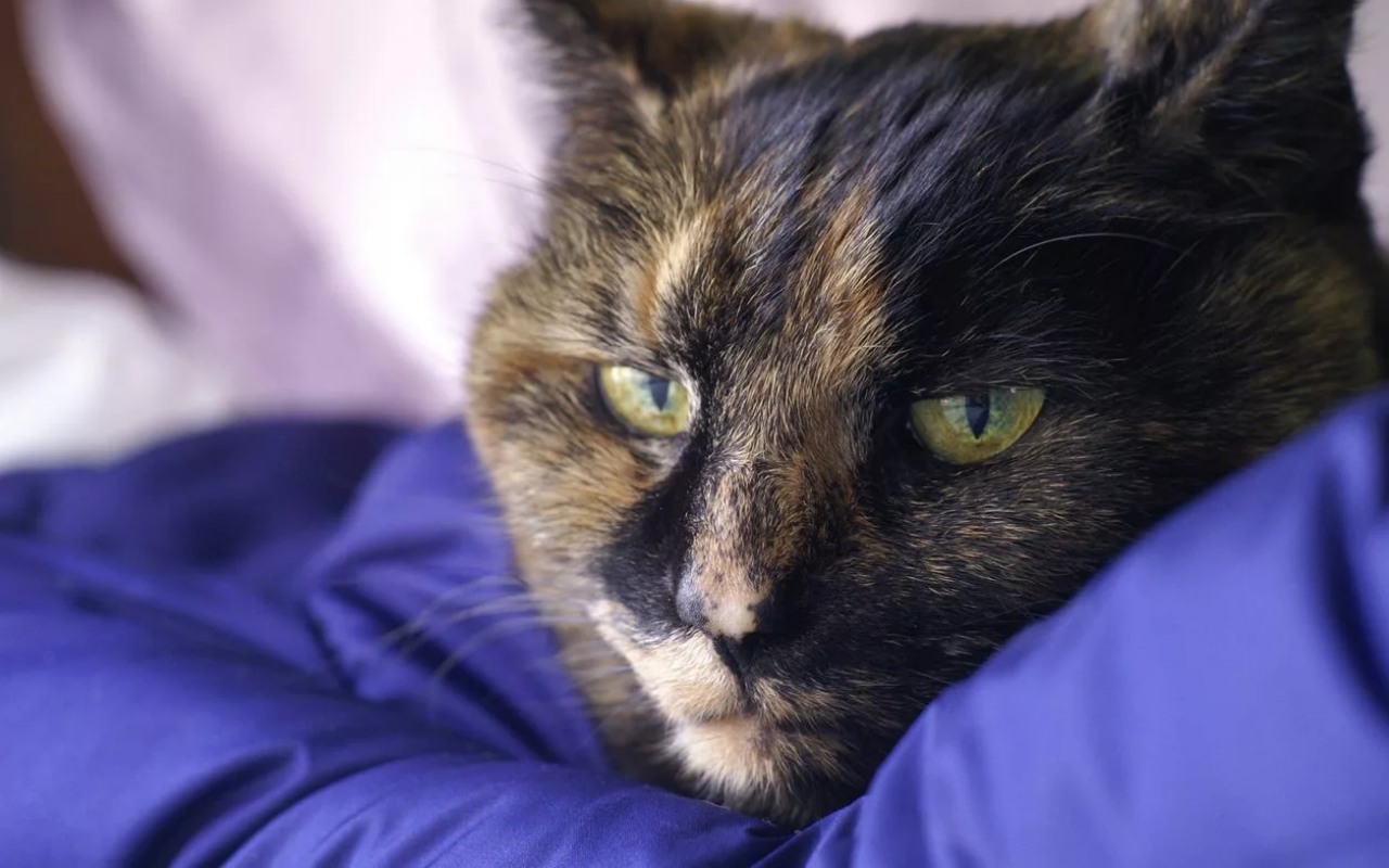 gatto con gli occhi verdi che guarda fisso