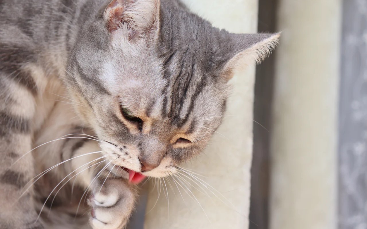 gatto che si lecca una zampa