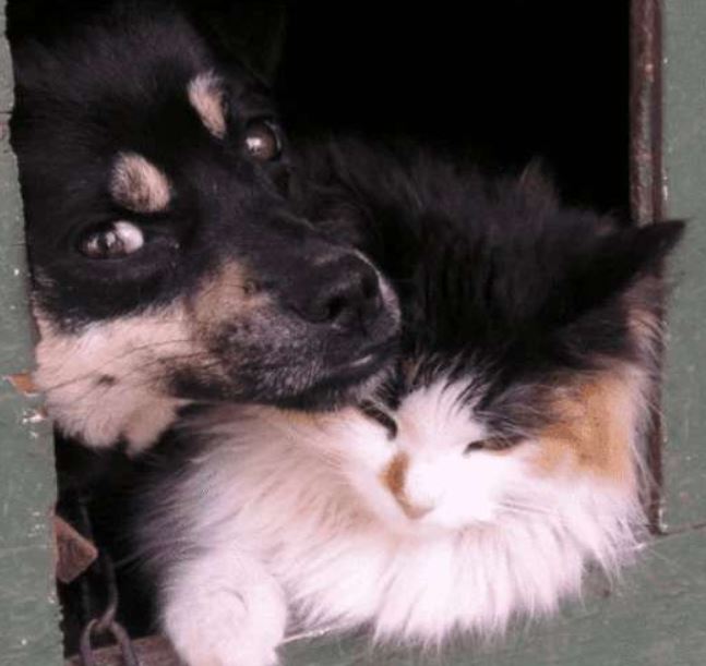 Un gatto di nome Busya e un cane di nome Bax