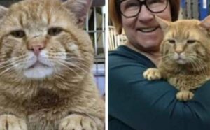 Un enorme gattone randagio trova la sua casa definitiva dopo anni passati fra gli stenti