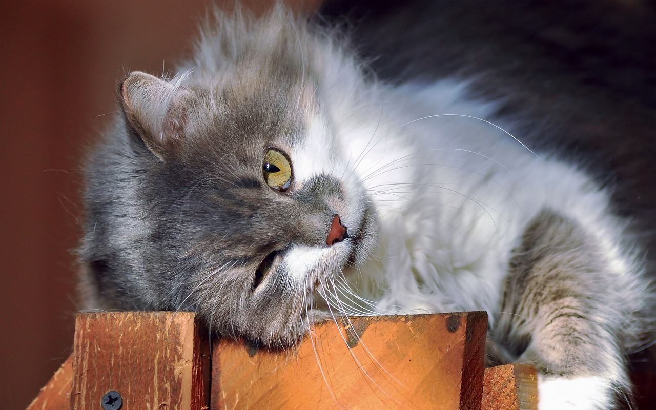 gatto grigio a pelo lungo che fa una smorfia infastidita