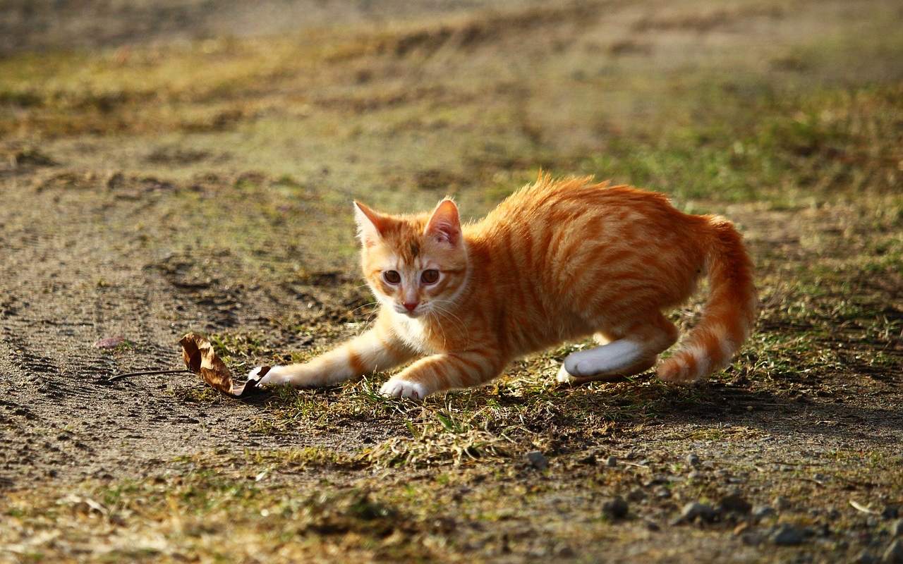 gattino arancione che inarca la schiena perché qualcosa lo spaventa