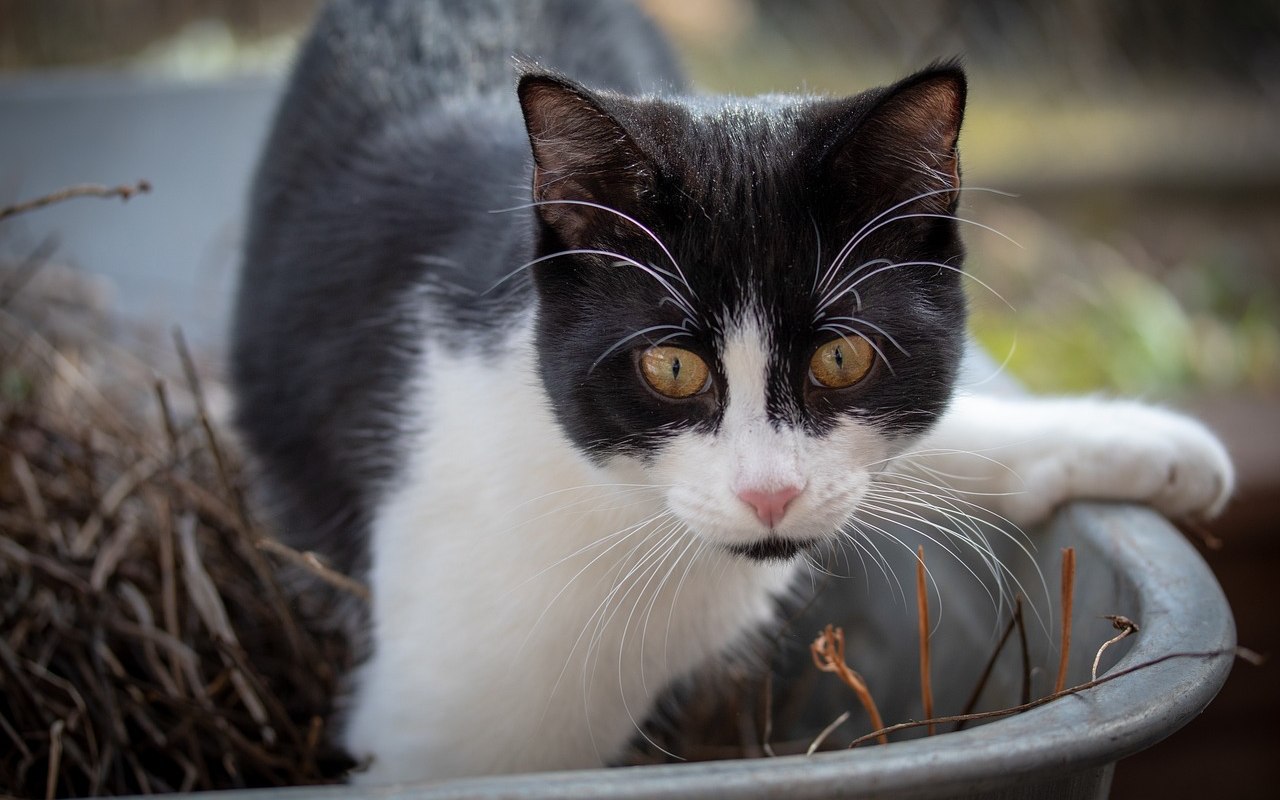 gatto bianco e nero dentro a un vaso in giardino