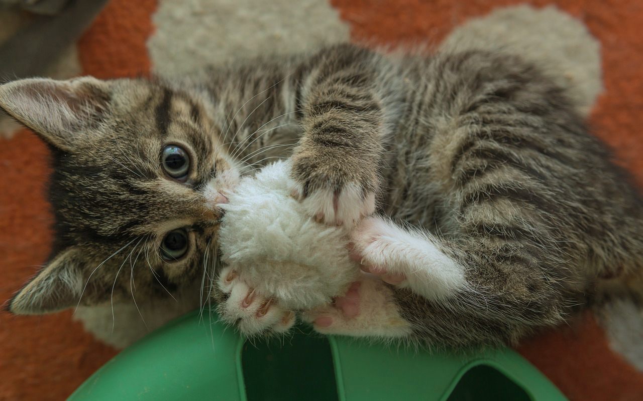 very small tabby kitten playing with a soft ball of fur