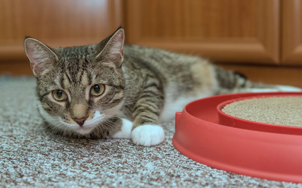 gatto tigrato disteso sul pavimento che si annoia