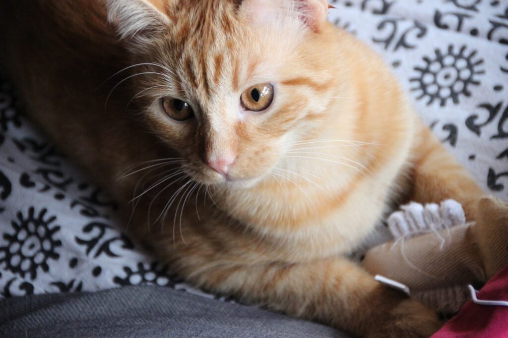 gatto arancione tigrato che gioca con un giocattolo sul letto