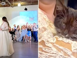sposa che tiene in braccio un micino