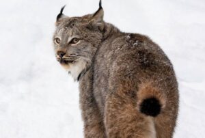 Un “gatto” davvero enorme: questo felino esiste davvero ed è uno dei più belli al mondo