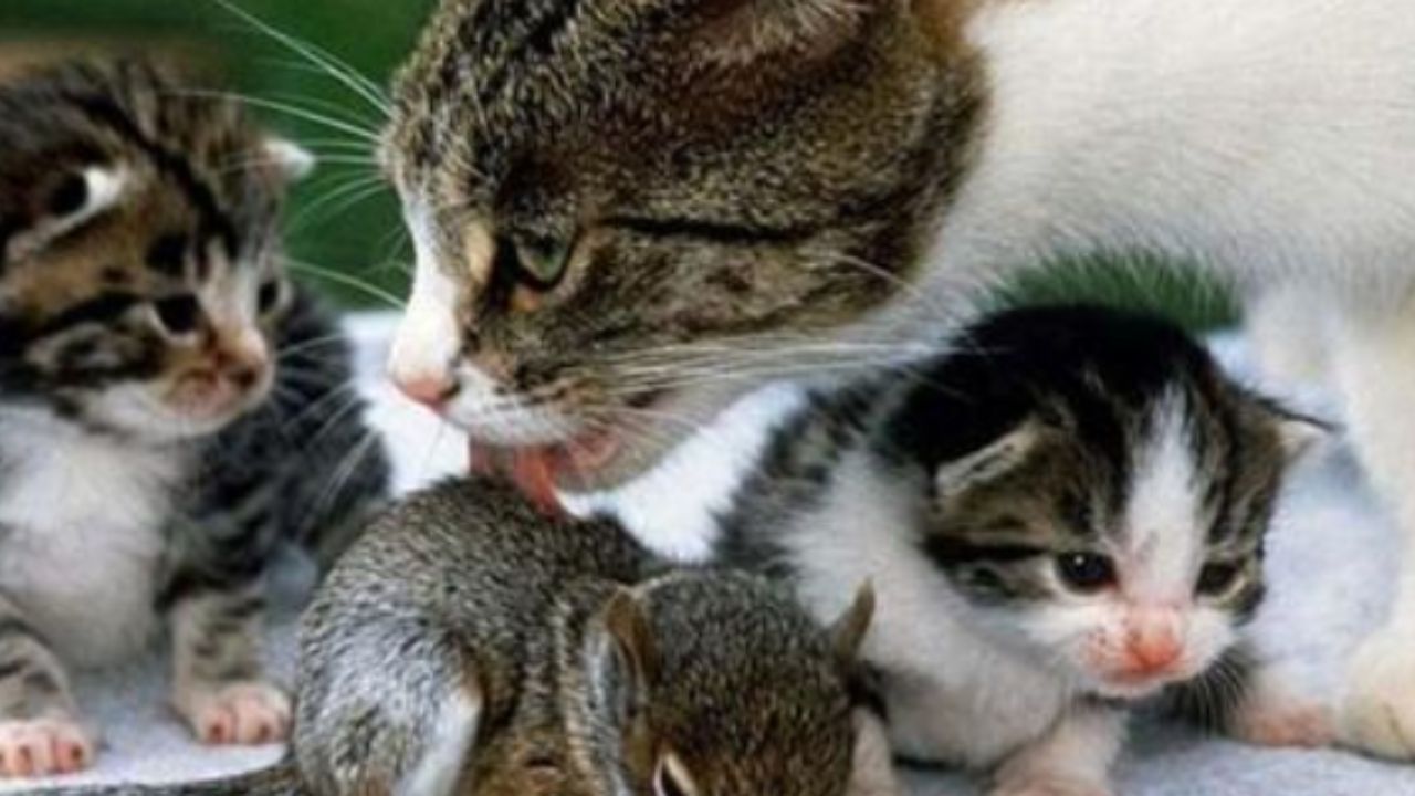 tre gatti e uno scoiattolo