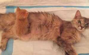 mamma adottiva felina