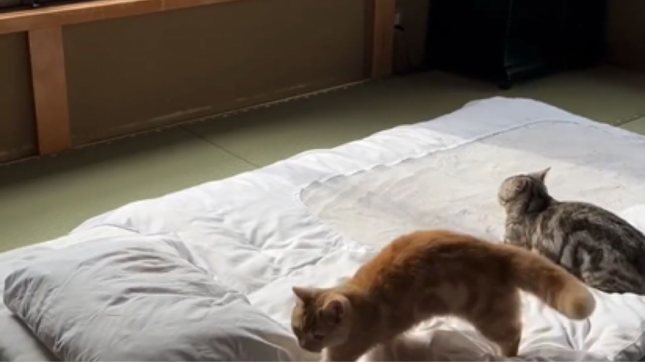 gatto accucciato e gatto che cammina