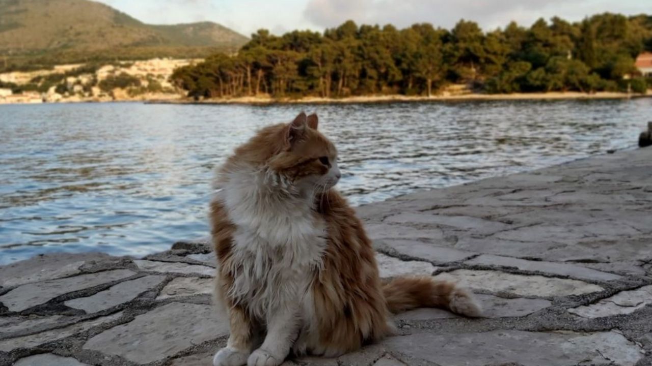 gatto vicino al mare
