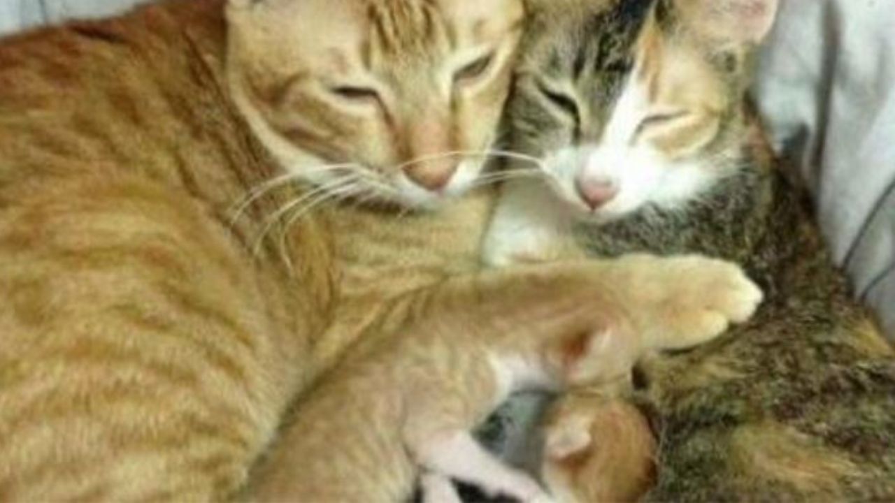 papà e mamma gatto che si abbracciano