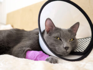 gatto grigio con il collare elisabettiano che si riprende dall'anestesia dopo un intervento alla zampa
