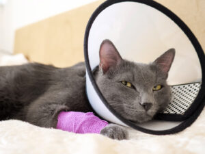 Come gestire tutto il post-operatorio nel gatto: trucchi e consigli